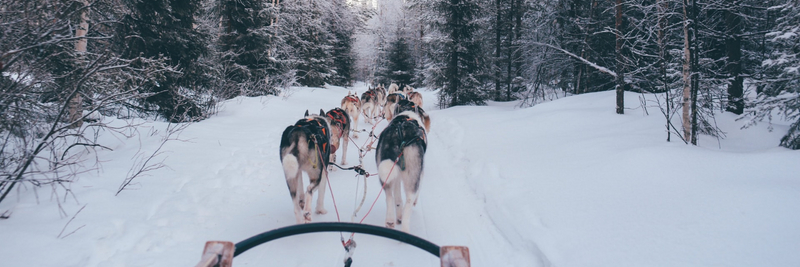 Dog Sledding at Muddy Paw Sled Dog Kennel