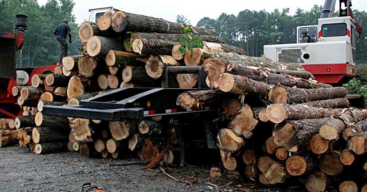 Pile of Cut-Down Trees Being Cleared During Land Development Process 