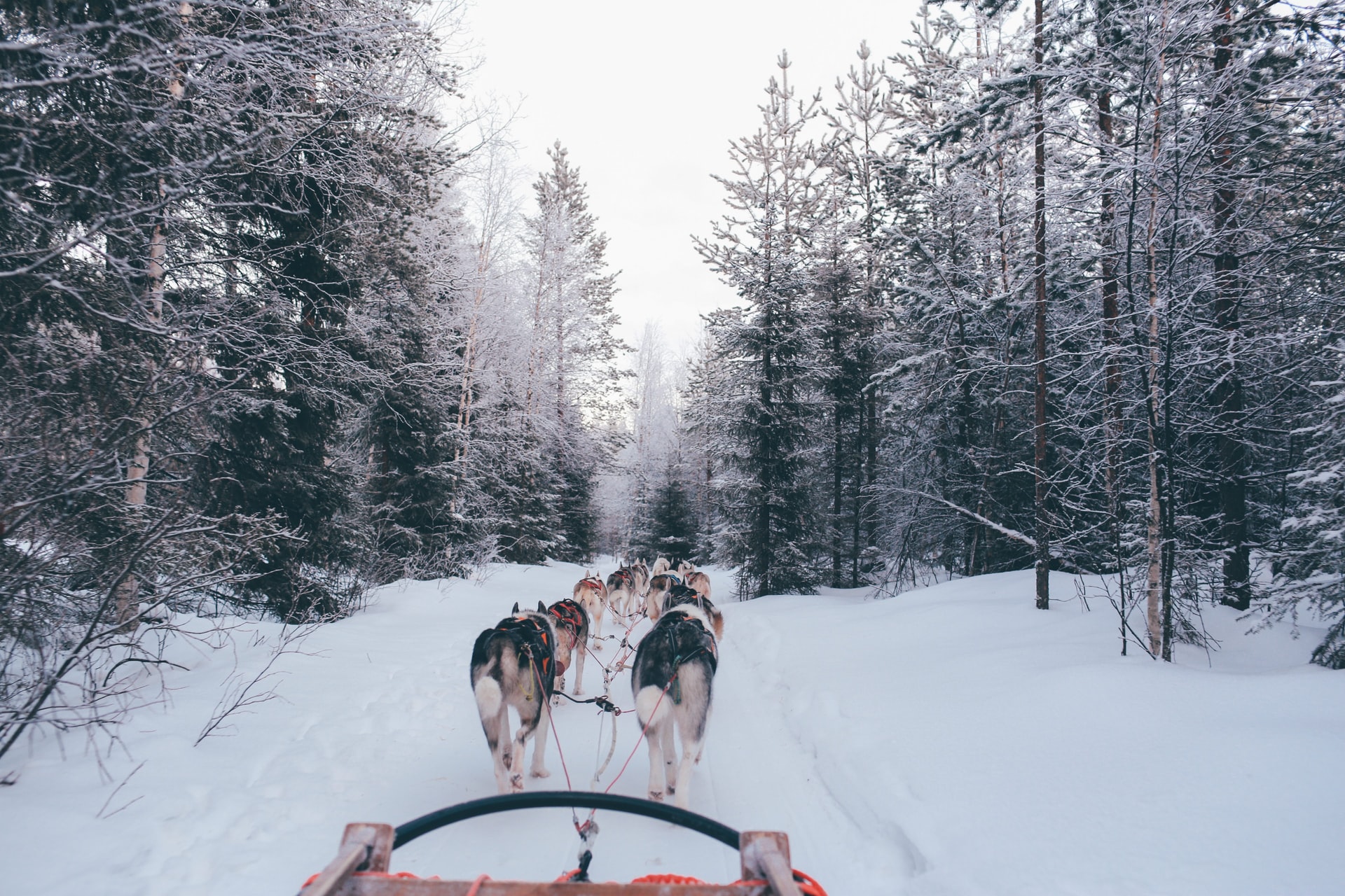 dog sledding in the new hampshire winter
